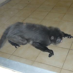 Phayre's Langur at Twycross Zoo