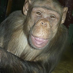 Genet: Brown Chimpanzee at Twycross Zoo