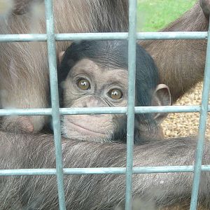 Tuli: Baby Chimpanzee at Twycross Zoo