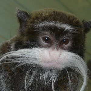 Emperor Tamarin: Twycross Zoo