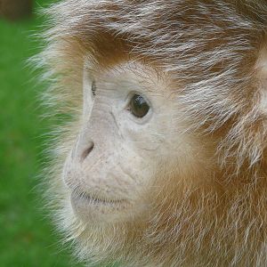 Javan Langur at Twycross Zoo