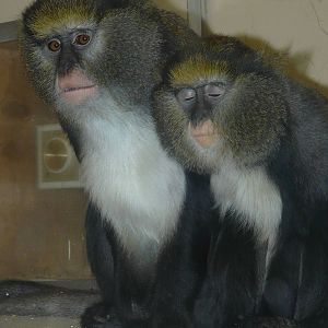Guenons at Twycross Zoo