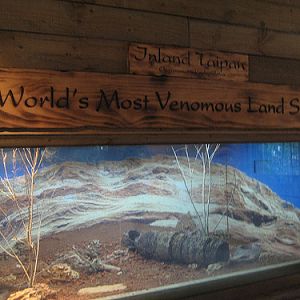 Taipan exhibit, Singapore Zoo