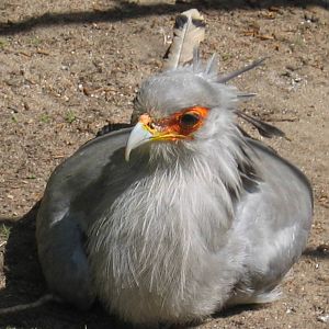 Secretary Bird