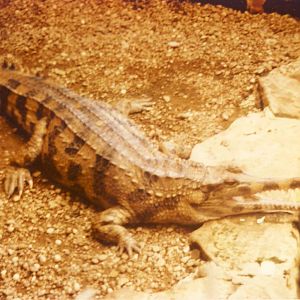 False Gharial Chester Zoo 16 July 1979