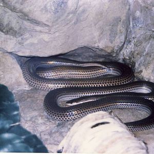 Sunbeam Snake Chester Zoo 9 May 2001