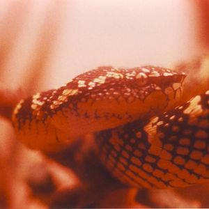 Wagler's Pit Viper Chester Zoo 22 July 1982