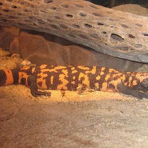 Gila Monster