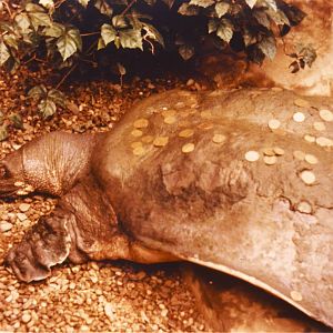 Nile Soft-shelled Turtle Chester Zoo 1 August 1981