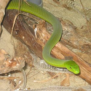 Green Mamba
