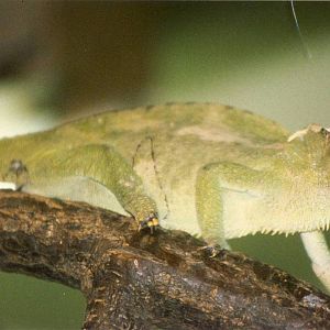 0.1 Four-horned Chameleon Chester Zoo 21 May 1997