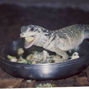 0.1 Philippines Salifin Lizard Chester Zoo 23 December 2000