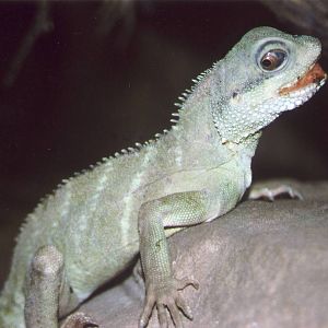 Thailand Water Dragon Chester Zoo 20 January 1999