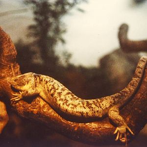 Prehensile-tailed Skink Chester Zoo 2 April 1983