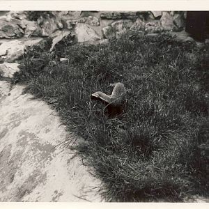 Greater Grison Chester Zoo 24 June 1972