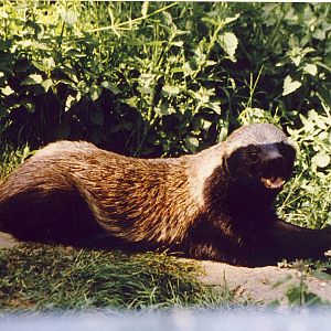 Ratel Howletts Zoo 31 May 1997