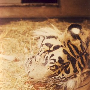 Sumatran Tiger Chester Zoo 11 August 1984