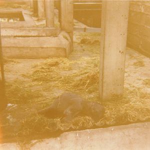 hybrid elephant calf Chester Zoo 16 July 1978