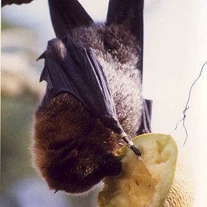 Rodrigues Fruit Bat Bristol Zoo 7 September 1996