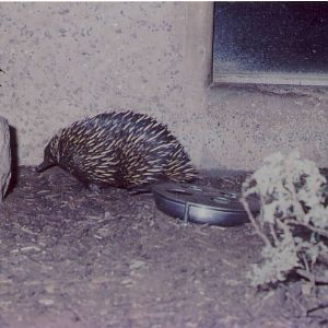 Australian Echidna Chester Zoo 11 February 1995