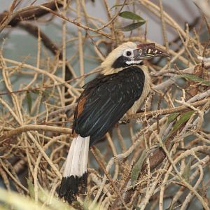 Visayan tarictic hornbill