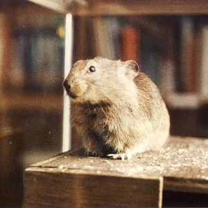 Afghan Pika Chester Zoo 11 June 1987
