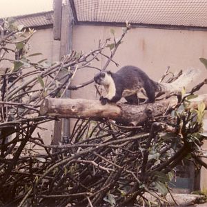Malayan Giant Squirrel Chester Zoo 10 April 1981