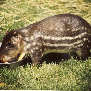 Spotted Paca Chester Zoo 7 September 1989