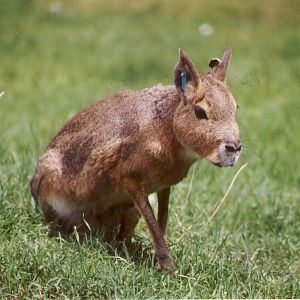Mara Chester Zoo 16 June 1999