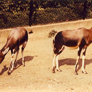 Bontebok London Zoo 28 September 1985