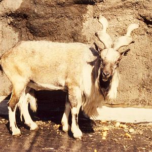 Turkmenian Markhor London Zoo 28 September 1985