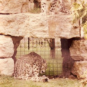 Snow Leopards Chessington Zoo 14 August 1986