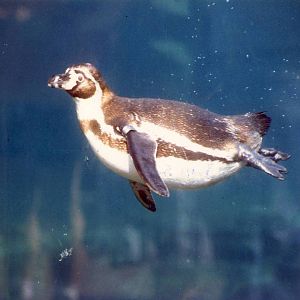 Humboldt's Penguin Chester Zoo 22 September 1997