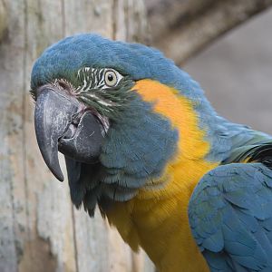 Blue throated macaw
