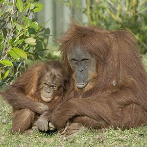 Sumatran orang utans