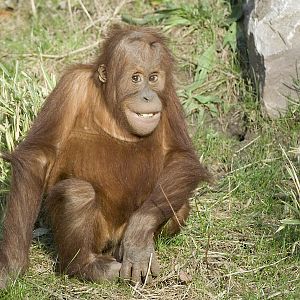 Sumatran orang infant