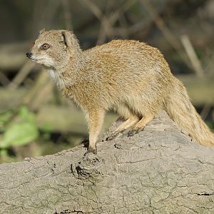 Yellow mongoose