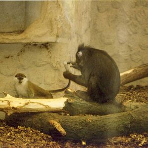 Grivet Monkey and Mandrill Chester Zoo 1998