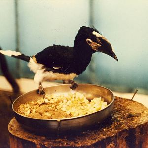 Trumpeter Hornbill Chester Zoo 10 August 1985