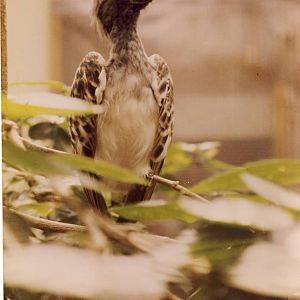 South African Grey Hornbill Chester Zoo 6 August 1988
