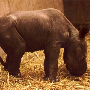 Eastern Black Rhinoceros calf Manyara Chester Zoo 31 August 1998