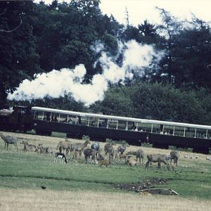 Blackbuck, Nilgai and train Whipsnade Zoo 2 September 1989