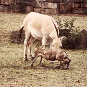 newborn Onager foal Chester Zoo 11 July 1981