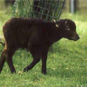 Lowland Anoa calf Chester Zoo 2 June 1999