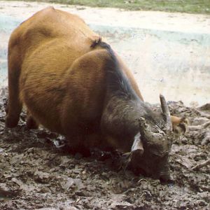 Congo Buffalo in mud wallow Chester Zoo 31 August 1998