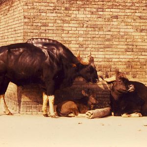 Gaur and calf London Zoo 28 Spetember 1985