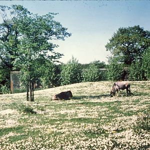White-bearded Gnus Chester Zoo 25 May 1978