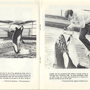 Killer Whale Cuddles Flamingoland