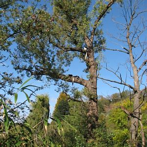Eastern black-and-white colobus exhibit @ Prague zoo