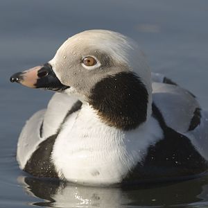 Long-tailed drake at Martinmere WWT
